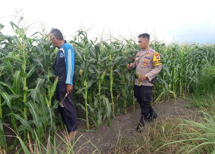Polresta Sidoarjo Dorong Swasembada Pangan Melalui Pendampingan Petani Jagung di Krembung