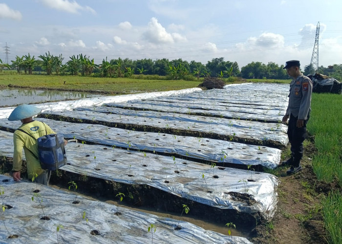 Polsek Tarik Dampingi Warga Kembangkan Tanaman Cabai