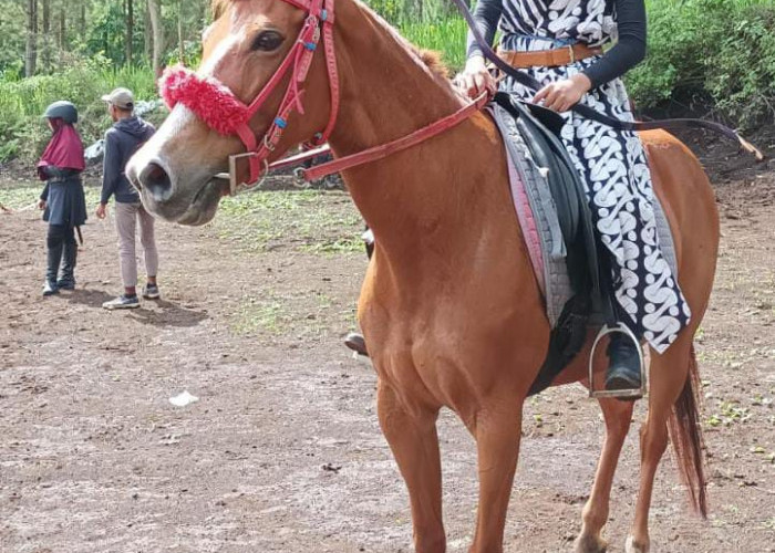 Atlet Muda Panahan Berkuda Asal Gresik Siap Berlaga di PON XXI Aceh-Sumut 2024   