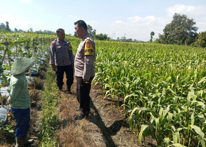 Polsek Gandusari Dukung Ketahanan Pangan Melalui Sambang Petani