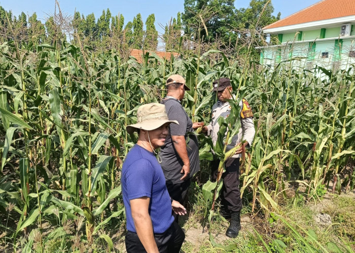 Motivasi Petani Desa Lebo, Polisi Optimalkan Lahan Jagung untuk Ketahanan Pangan