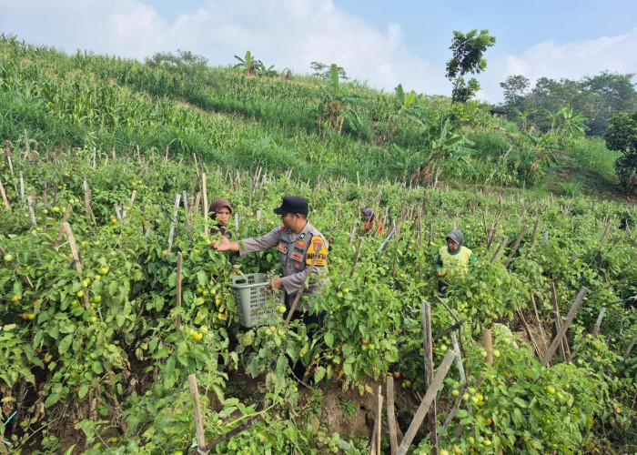 Bhabinkamtibmas Kendal Dampingi Panen Tomat, Dukung Ketahanan Pangan dan Kesejahteraan Warga