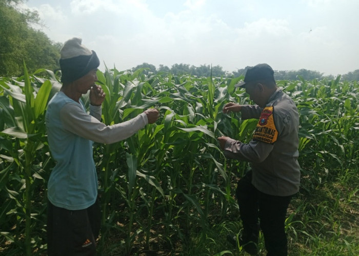 Polsek Balongbendo Tinjau Lahan Jagung, Dukung Swasembada Pangan di Sidoarjo