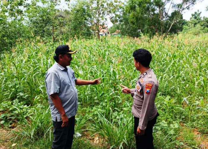 Musim Kemarau Tiba, Polsek Tajung Bumi Pantau Tanaman Jagung di Desa Tlangoh
