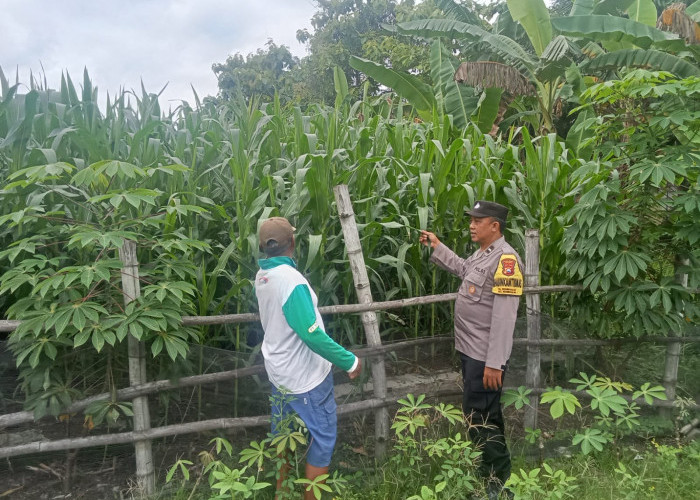 Dukung Ketahanan Pangan, Bhabinkamtibmas Kedunggalar Monitoring Tanaman Jagung Warga