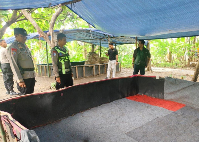 Disinyalir Jadi Tempat Judi, Arena Sabung Ayam Sambikerep Dibongkar Polisi