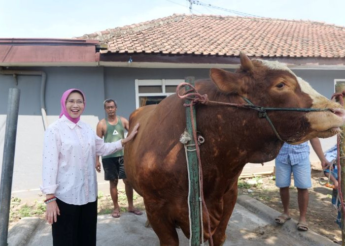 Sapi “Kang Jo” Asal Lumajang Terpilih Jadi Hewan Kurban Presiden