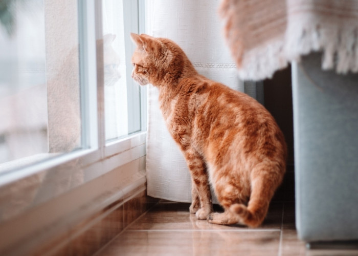 Penitipan Hewan Penuh? Ini Cara Meninggalkan Kucing Peliharaan Anda di Rumah Ketika Mudik