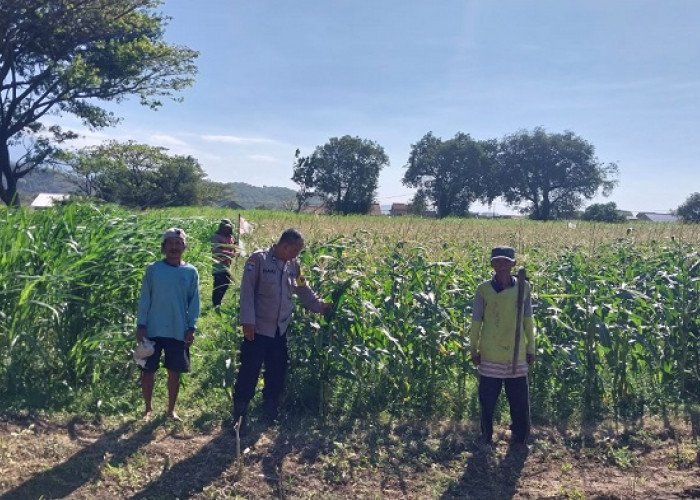 Bhabinkamtibmas Polsek Mojoroto Edukasi Petani Jagung di Kediri Kota Dukung Ketahanan Pangan