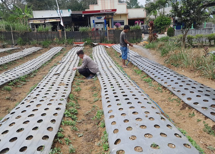 Polsek Nongkojajar Pasuruan Dampingi Petani Bawang Putih Tlogosari 
