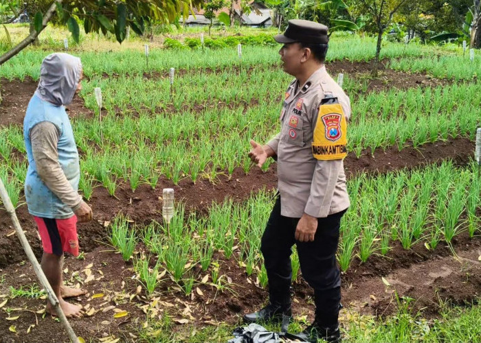 Bhabinkamtibmas Ngrambe Monitoring Pekarangan Sayuran Warga, Perkuat Ketahanan Pangan di Ngawi