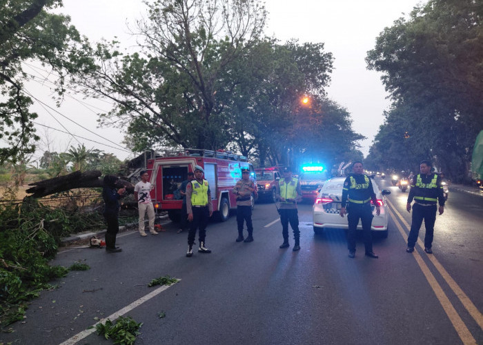 Pohon Tumbang Blokir Jalan Lamongan, Polisi Gerak Cepat Urai Kemacetan