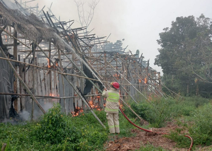 Gudang Tembakau PTPN 1 Regional 5 di Ajung Terbakar, Kerugian Ditaksir Rp 2 Miliar