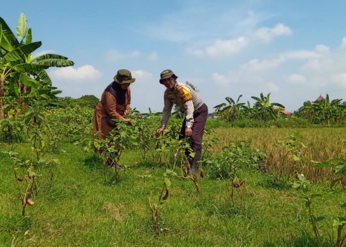 Bhabinkamtibmas Kalidawir Optimalkan Ketahanan Pangan lewat Pekarangan Bergizi