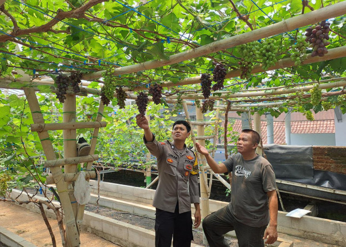 Bhabinkamtibmas Polsek Pitu Monitoring Tanaman Anggur di Pekarangan, Dukung Ketahanan Pangan