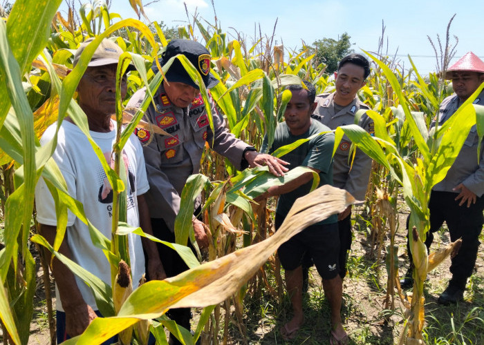 Dukung Swasembada Pangan, Polsek Prambon Terus Dampingi Petani