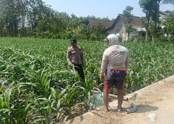 Bhabinkamtibmas Bringin Cek Pertanian Jagung Warga, Pastikan Stok Pangan Terjaga 