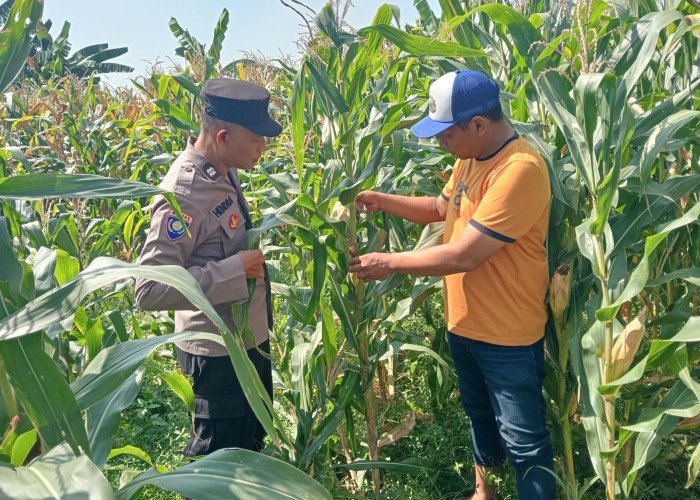 Jalin Kedekatan dengan Petani, Anggota Polsek Tarik Patroli dan Pantau Lahan Jagung untuk Ketahanan Pangan