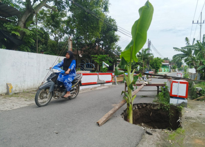 Jembatan Jabon Amblas, Ditanami Pisang oleh Warga