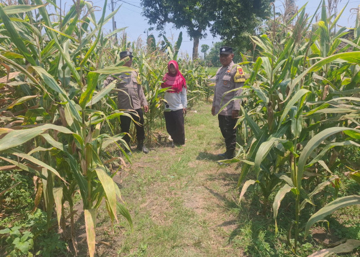 Dukung Ketahanan Pangan, Bhabinkamtibmas Suruh Cek Pertanian Jagung