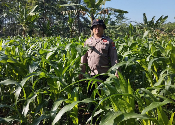  Bhabinkamtibmas Polsek Kedungjajang Dorong Penanaman Jagung dan Pekarangan Pangan Bergizi