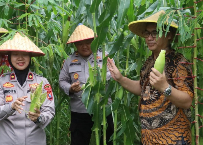 Perkuat Ketahanan Pangan, Polres Pelabuhan Tanjung Perak Gelar Panen Raya Jagung Perdana Awal 2026