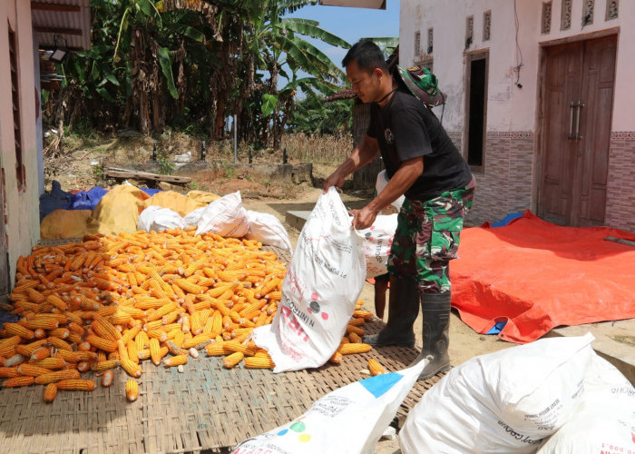 Satgas TMMD 127 Bantu Warga Jemur Jagung 