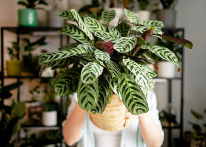 Variegata Silver Jadi Tren Tanaman Hias 2026, Bikin Ruang Tamu Tampak Elegan dan Modern