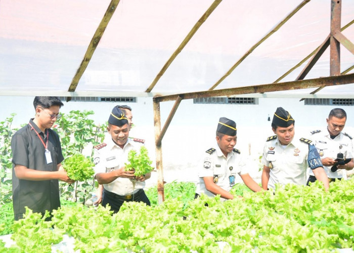 Dukung Makan Bergizi Gratis, Lapas Lamongan Panen Selada Hidroponik Hasil Karya Warga Binaan