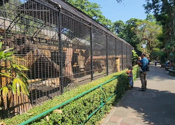 KBS Pastikan Kesehatan Satwa Tetap Terjaga di Tengah Kasus Dugaan Korupsi Rp10,2 Miliar