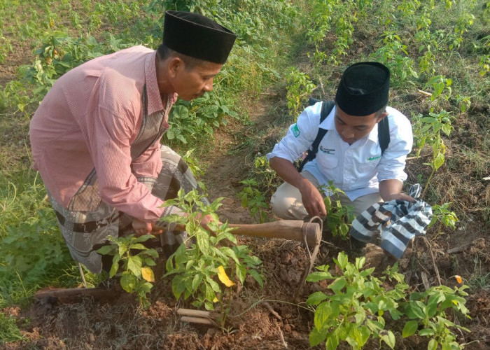 Program Santri Makmur Petrokimia Gresik Lahirkan Project Pertanian Profitable