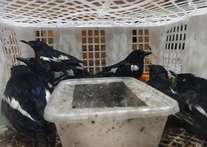 Pengiriman Burung Ilegal di Pelabuhan Perak Digagalkan, Modus Titipan via Kurir