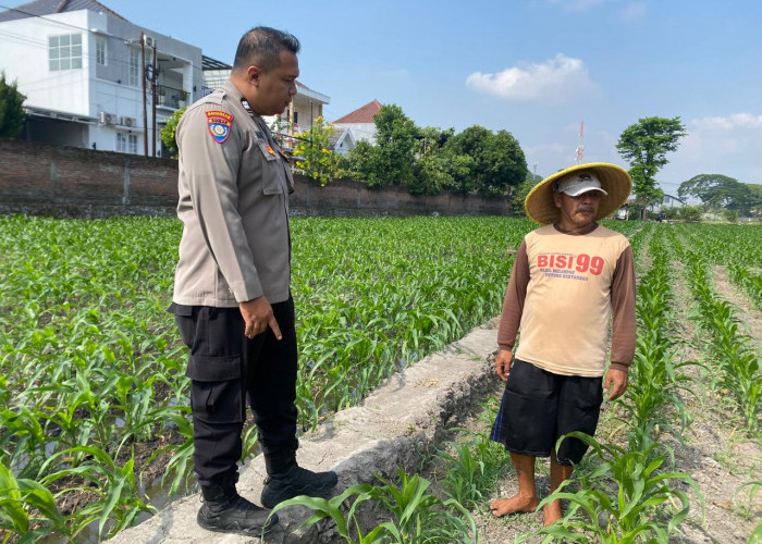 Bhabinkamtibmas Banjaran Dampingi Petani Jagung, Perkuat Ketahanan Pangan Menuju Swasembada Nasional