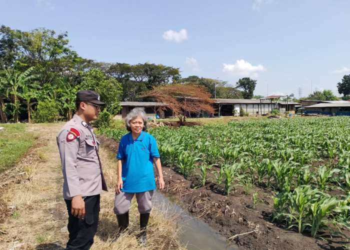 Polsek Taman Optimalkan Ketahanan Pangan Tanaman Jagung