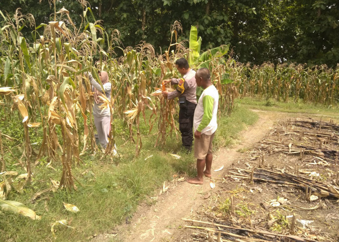 Dukung Ketahanan Pangan, Bhabinkamtibmas Polsek Sugihwaras Motivasi Petani Jagung