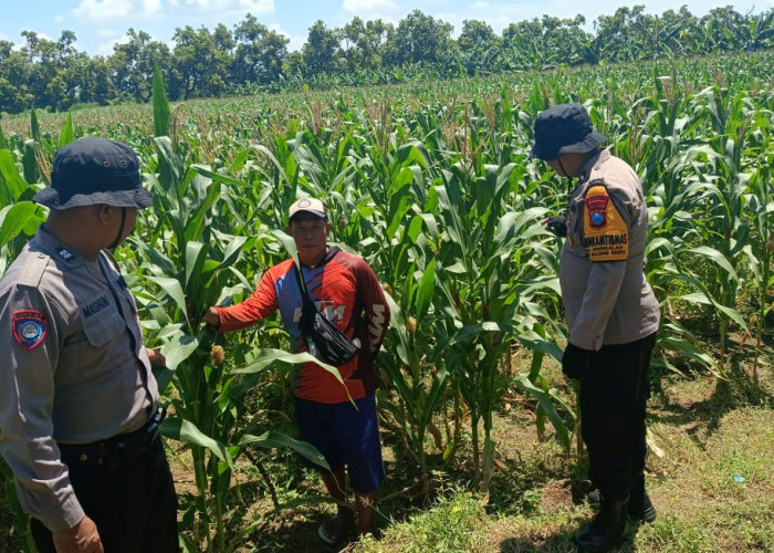 Dukung Ketahanan Pangan, Polsek Balongbendo bersama Petani Optimalkan Tanaman Jagung