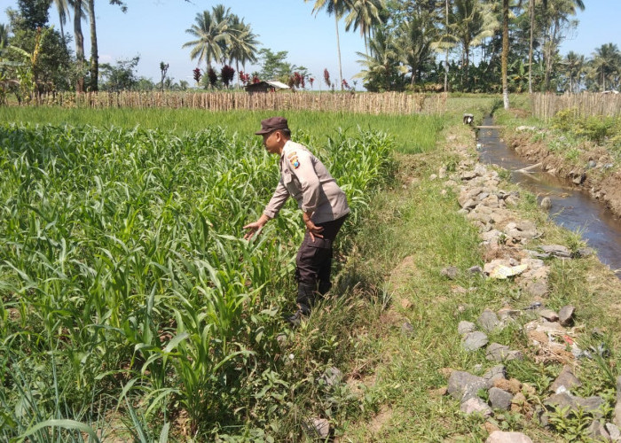 Dukung Program Asta Cita, Bhabinkamtibmas Polsek Pasrujambe Dampingi Petani Jagung di Kertosari