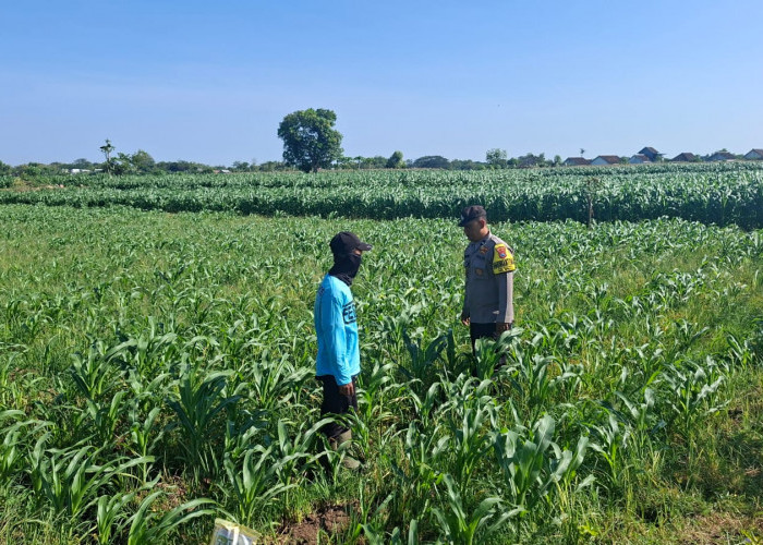 Petani Keluhkan Serangan Ulat Daun, Bhabinkamtibmas Cerme Bergerak Cepat Koordinasi dengan PPL