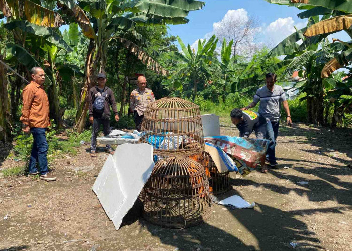 Resahkan Masyarakat, Polsek Sedati Bakar Arena Sabung Ayam