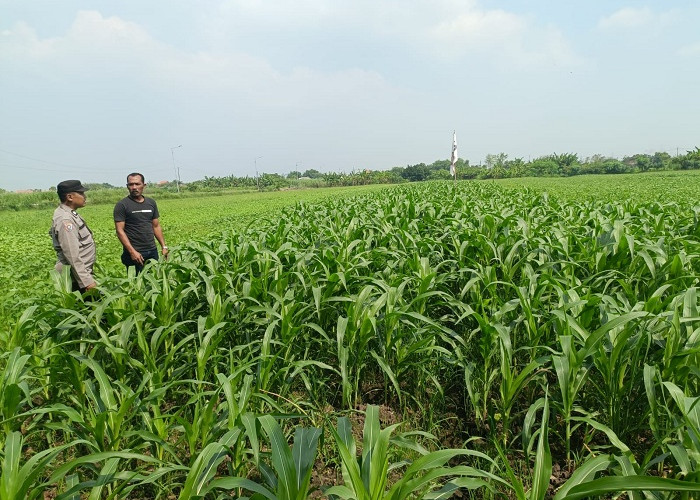 Bhabinkamtibmas Polsek Wonoayu dan Petani Pantau Tanaman Jagung untuk Maksimalkan Hasil Panen