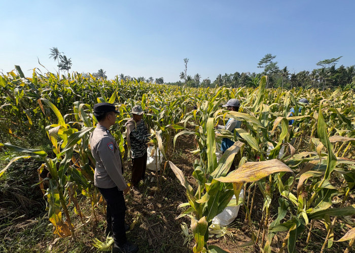 Panen Jagung di Senduro, Polisi Dampingi Petani Perkuat Ketahanan Pangan Nasional