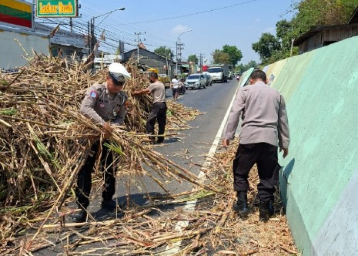 Truk Tebu Overload Nyaris Terguling di Babat Lamongan, Sopir Dipaksa Bongkar Muatan