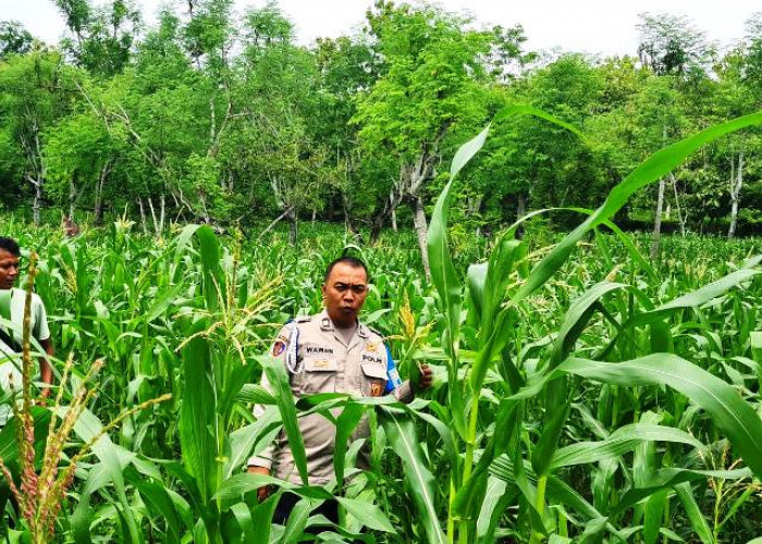 Dukung Swasembada pangan, Personel Polsek Sukolilo Bantu Rawat Tanaman Jagung Petani  Bandang Dajah