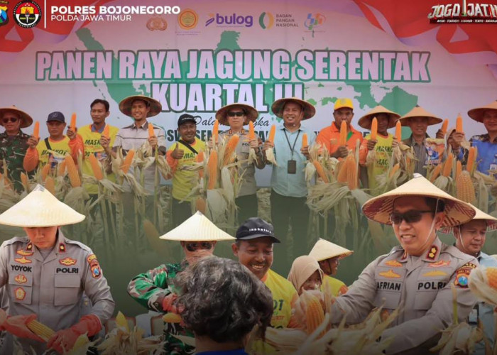 Dukung Petani untuk Ketahanan Pangan, Polres Bojonegoro Panen Jagung Serentak di Sumberarum
