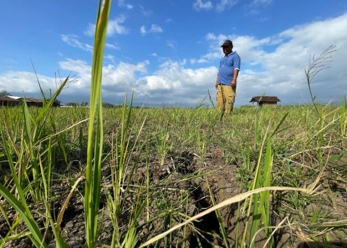 Terganjal Regulasi Solar, Petani Ponorogo Pilih Biarkan Sawah Kosong