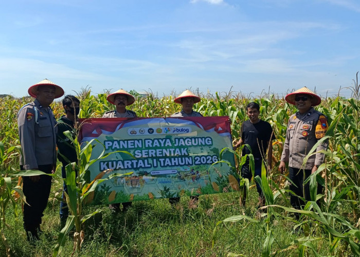 Polisi Panen Raya Jagung di Balongbendo, Wujud Dukungan Terhadap Ketahanan Pangan