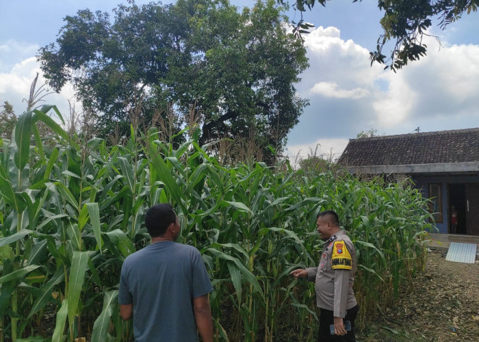 Bhabinkamtibmas Bubulan Dorong Produktivitas Petani Jagung untuk Perkuat Ketahanan Pangan