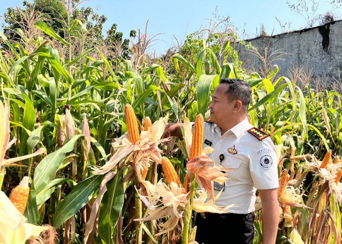 Memupuk Harapan di Balik Jeruji, Warga Binaan Lapas Jember Sukses Panen 1 Ton Jagung