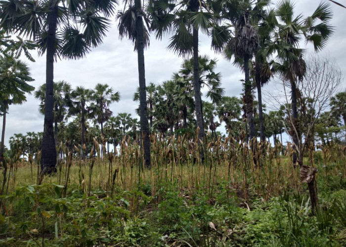 Dari Akar hingga Pucuk, Ini Segudang Manfaat Pohon Siwalan