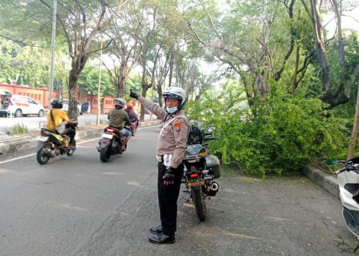 Polisi dan DLHK Sigap Tangani Pohon Tumbang di Depan Museum Mpu Tantular Sidoarjo